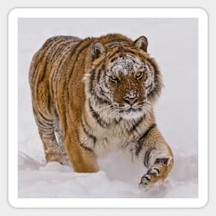 Siberian Tiger in Snow Sticker